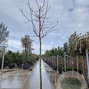 Koelreuteria pan. 'Fastigiata' 20-25 HO draadkluit