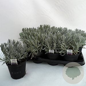 Lavandula angustifolia P14