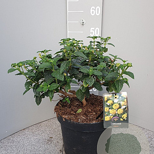 Lantana camara GM 9L