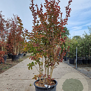 Lagerstroemia Dynabite 120-140 cm 30L
