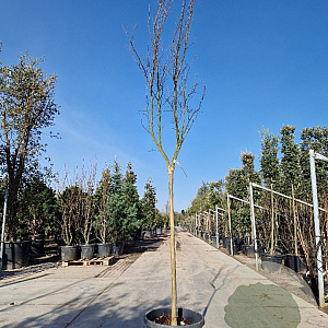Lagerstroemia Dynabite 120 cm stam container 10-12