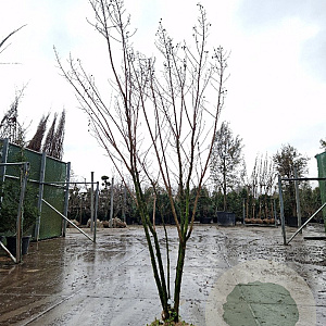 Lagerstroemia Dynabite 200-250 cm draadkluit