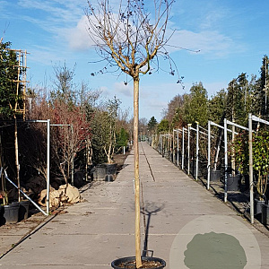 Lagerstroemia indica 180 cm stam container 14-16