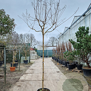 Lagerstroemia indica 180 cm stam container 8-10