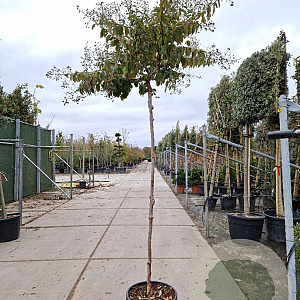 Lagerstroemia indica 200 cm stam 45L 8-10