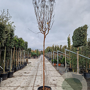 Lagerstroemia indica 200 cm stam container 12-14