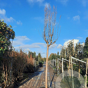Lagerstroemia indica 200 cm stam container 25-30