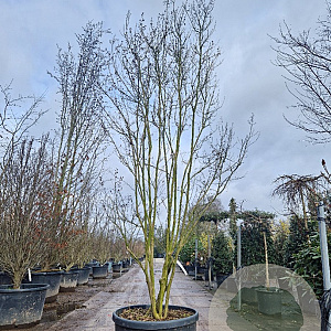 Lagerstroemia indica 300-350 cm cont. 150L meerstammig