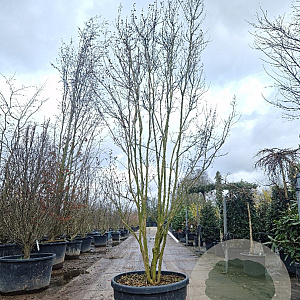 Lagerstroemia indica 300-350 cm cont. 150L meerstammig