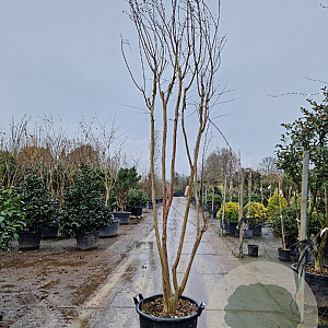 Lagerstroemia indica 300-350 cm cont. 95L