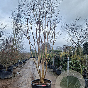 Lagerstroemia indica 400-450 cm cont. 350L meerstammig
