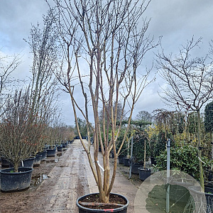 Lagerstroemia indica 400-450 cm cont. 350L meerstammig