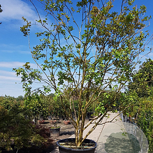 Lagerstroemia indica 450-500 cm container meerstammig