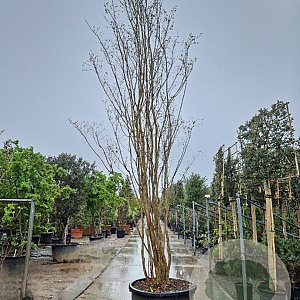 Lagerstroemia indica 500-550 cm container meerstammig