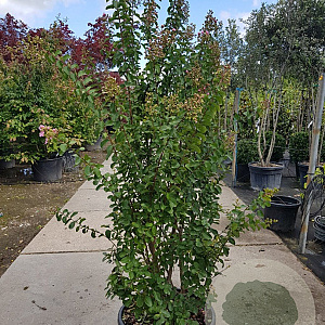 Lagerstroemia i. 'Rosea Nova' 175-200 cm cont. 70L meerstammig