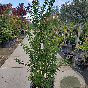 Lagerstroemia i. 'Rosea Nova' 175-200 cm cont. 70L meerstammig