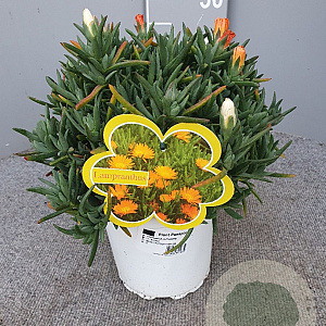 Lampranthus aureus GM P17