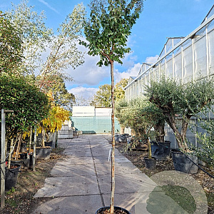 Lagerstroemia 'Natchez' 220 cm stam container 10-12