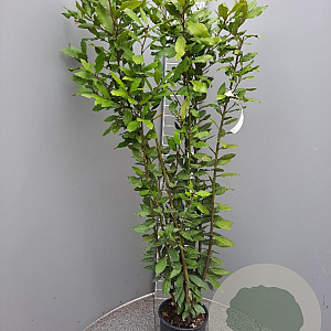 Laurus nobilis 100-125 cm 5,0L