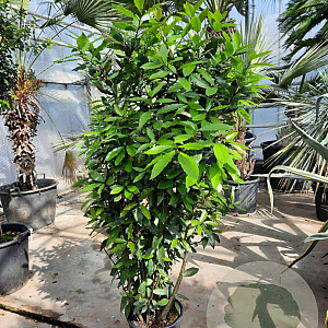 Laurus nobilis 125-150 cm 10L