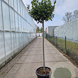 Laurus nobilis 140 cm stam container 40-50 bol
