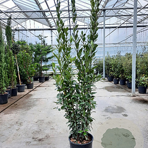Laurus nobilis 175-200 cm 30L