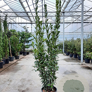Laurus nobilis 175-200 cm 30L