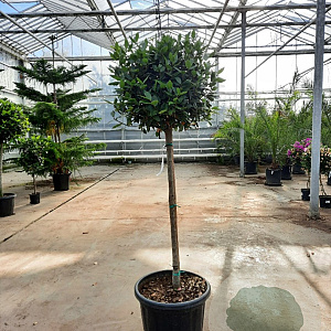 Laurus nobilis 80 cm stam container bol 50-60