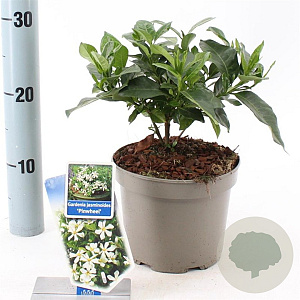 Gardenia jasm. Pinwheel 25-30 cm 2,0L