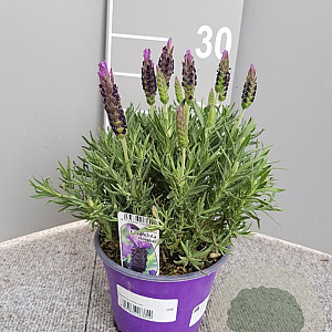 Lavandula stoechas P14