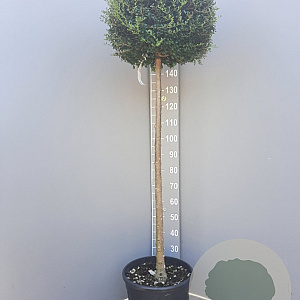 Ligustrum delavayanum 120 cm stam container bol