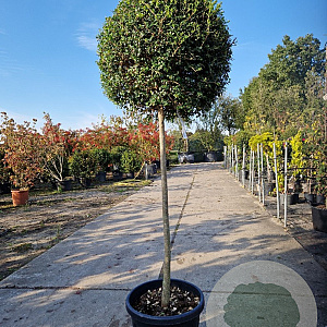 Ligustrum delavayanum 120 cm stam container bol