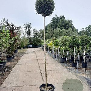 Ligustrum delavayanum 190 cm stam container 16-18