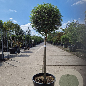 Ligustrum delavayanum 50 cm stam container 35-40 bol