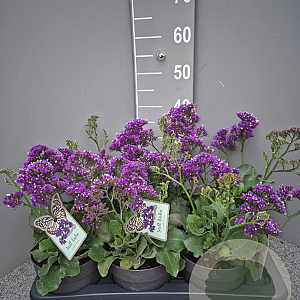 Limonium Salt Lake GM P17