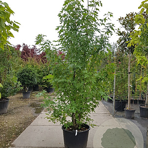 Liquidambar s. 'Worplesdon' 200-250 cm container meerstammig extra