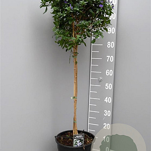 Lycianthes rantonnetii 100 cm C8 stam