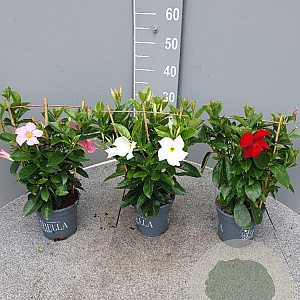 Mackaya bella 20-30 cm C1.3