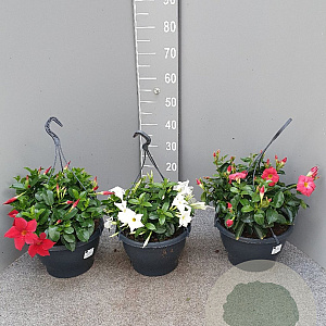 Mackaya bella GM C6L