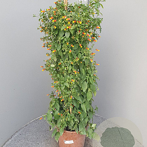 Manettia bicolor 120 cm 10L
