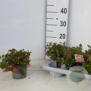 Gaultheria procumbens 15 cm P12