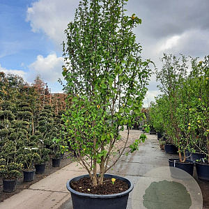 Magnolia brookl. 'Yellow Bird' 350-400 cm container meerstammig