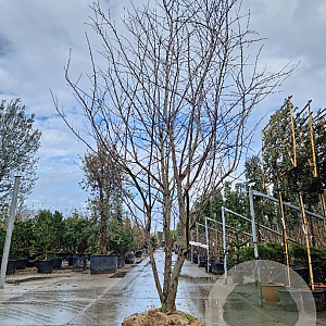 Malus Coccinella 400-450 cm draadkluit meerstammig