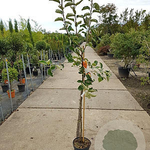 Malus d. 'Jonagold' halfstam 7,5L