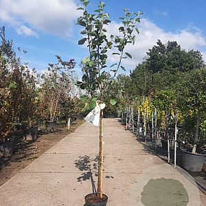 Malus d. 'Rode Boskoop' halfstam 7,5L