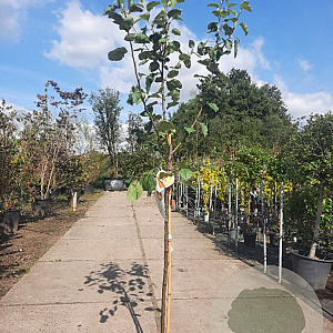Malus d. 'Rode Boskoop' halfstam 7,5L