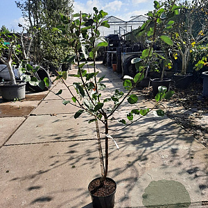 Malus d. 'Rode Boskoop' laagstam 7,5L