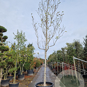 Magnolia 'Galaxy' 200 cm stam container 25-30