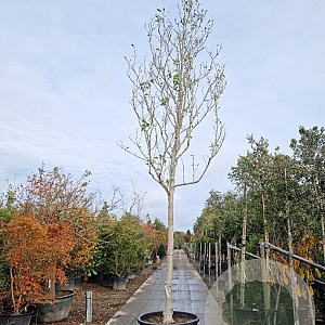 Magnolia 'Galaxy' 200 cm stam container 35-40