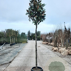 Magnolia grand. 'Galissonnière' 200 cm stam container 12-14